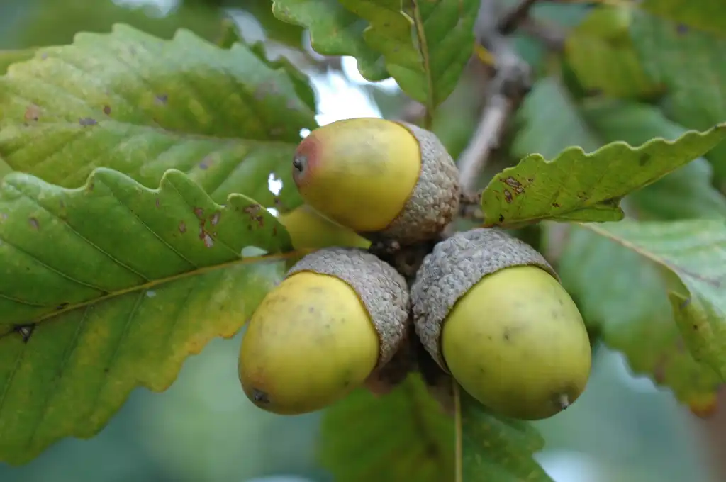 Photo of Quercus montana (Quercus montanas)