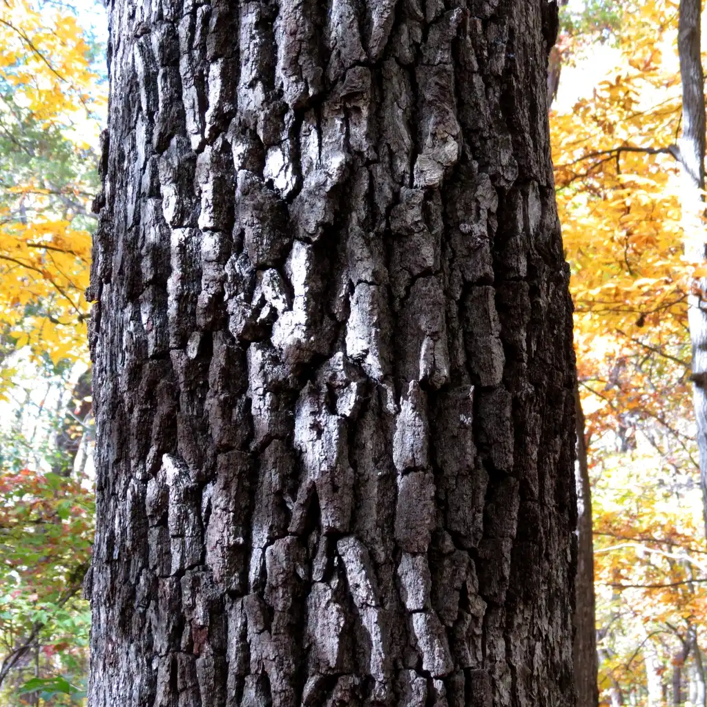 Photo of Quercus montana - Bark:Katja Schulz