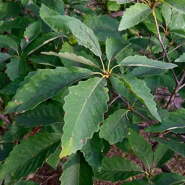 Photo of Quercus montana - Leaves:Doppelbrau