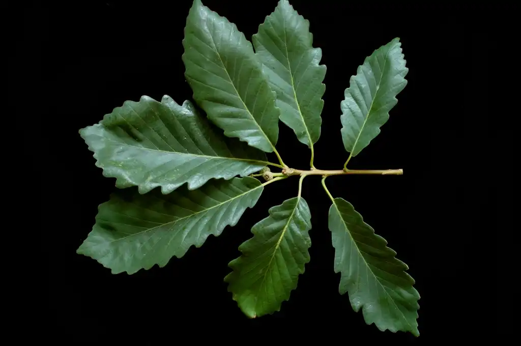 Photo of Quercus montana - Leaves:Bruce Kirchoff