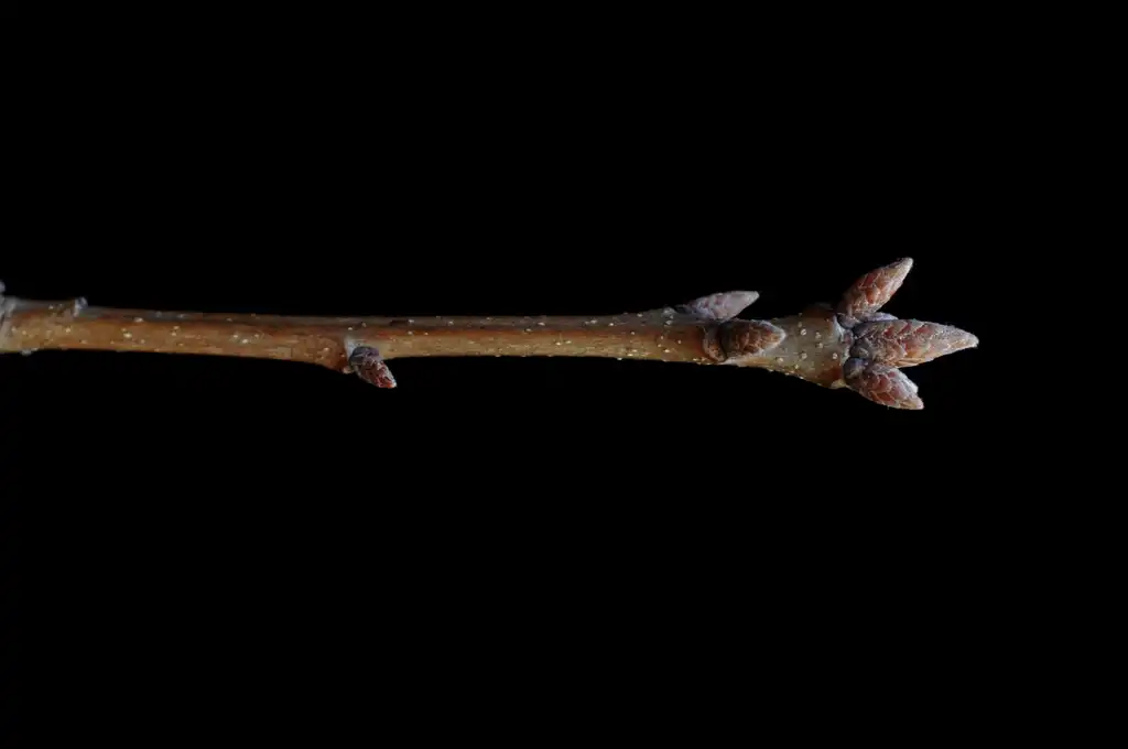 Photo of Quercus montana - Stem:Bruce Kirchoff