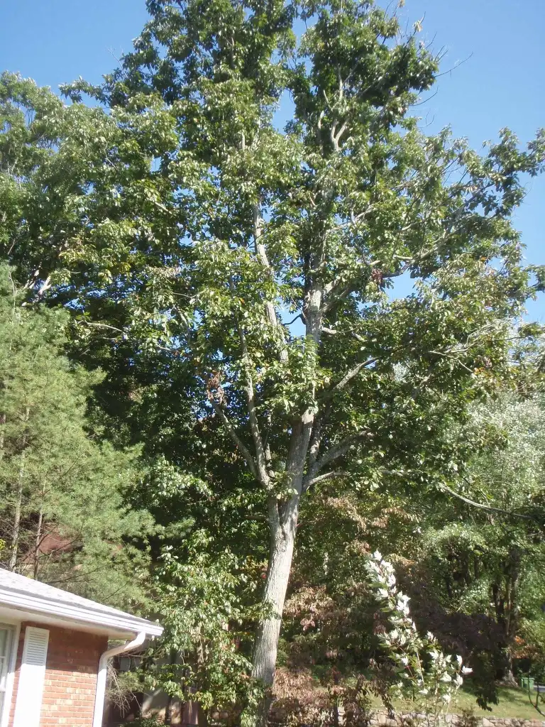 Photo of Quercus montana - Full Form:Jim Robbins