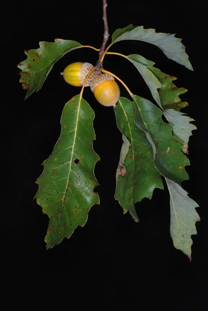 Foto de Quercus muehlenbergii (Quercus muehlenbergiis)