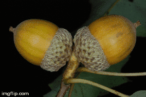 Foto de Quercus muehlenbergii (Quercus muehlenbergiis)