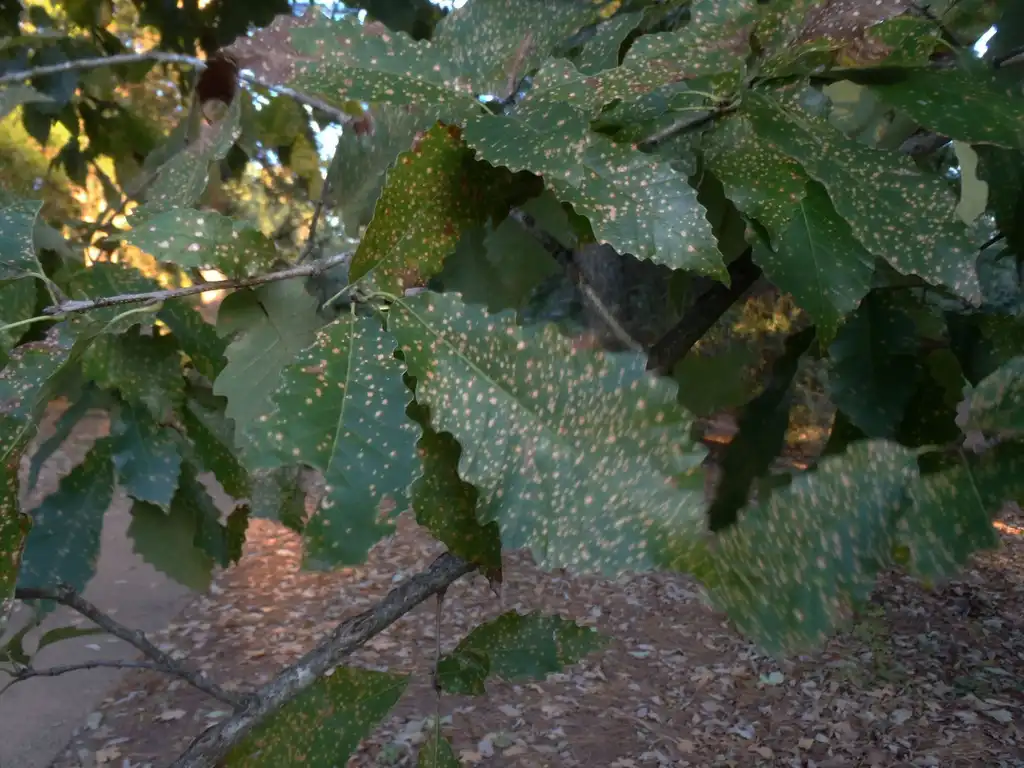 Foto de Quercus muehlenbergii - Leaves:Jim Robbins