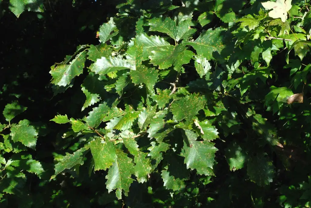 Foto de Quercus muehlenbergii - Branch with leaves (United States)-Early Fall:Douglas Goldman, USDA