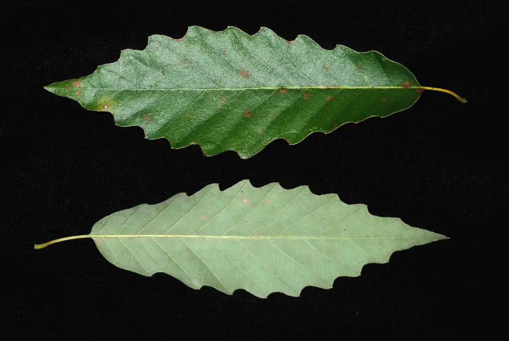 Foto de Quercus muehlenbergii - Both sides of leaf (United States)-Early Fall:Douglas Goldman, USDA