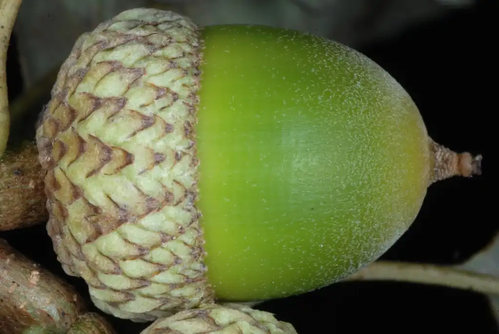 Foto de Quercus muehlenbergii - Side view of acorn (United States)-Early Fall:Douglas Goldman, USDA