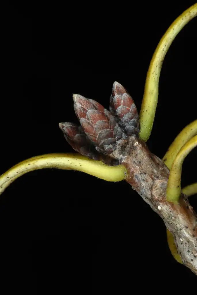 Foto de Quercus muehlenbergii - End buds (United States)-Early Fall:Douglas Goldman, USDA