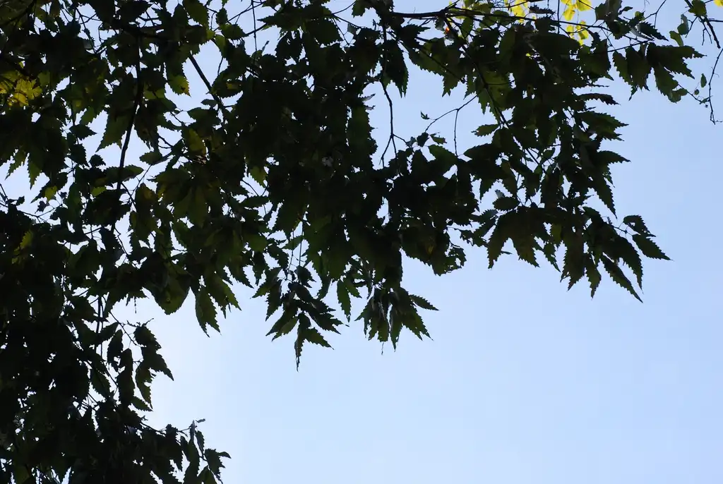Foto de Quercus muehlenbergii - Branch with leaves (United States)-Early Fall:Douglas Goldman, USDA