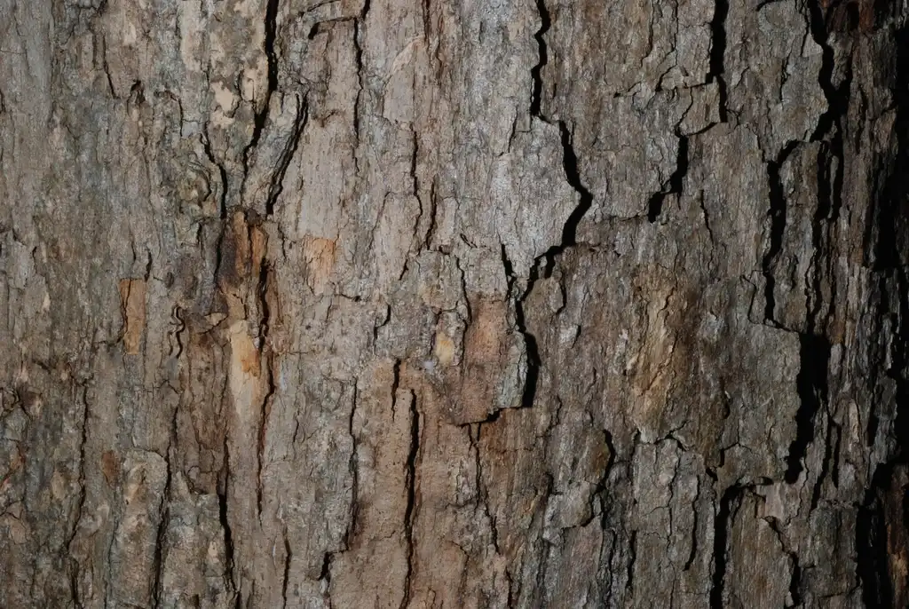 Foto de Quercus muehlenbergii - Close-up of bark (United States)-Early Fall:Douglas Goldman, USDA