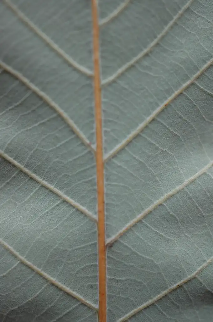 Foto de Quercus muehlenbergii - Underside of leaf:Bruce Kirchoff