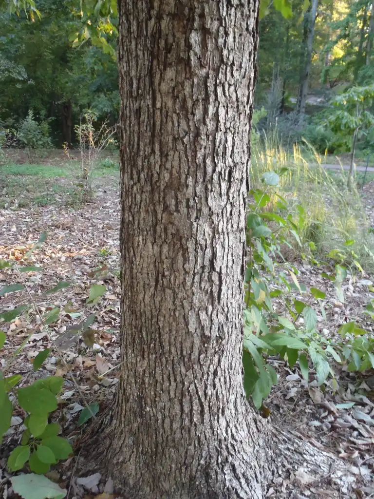 Foto de Quercus muehlenbergii - Bark:Jim Robbins