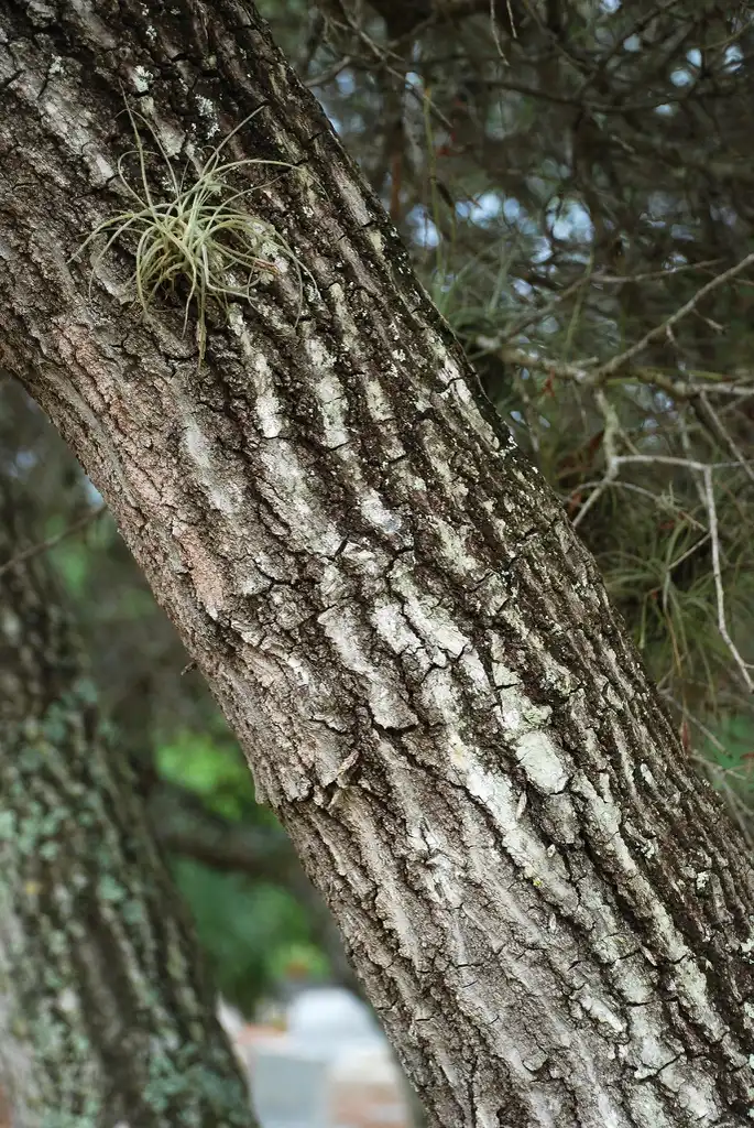Foto de Quercus myrtifolia (Quercus myrtifolias)
