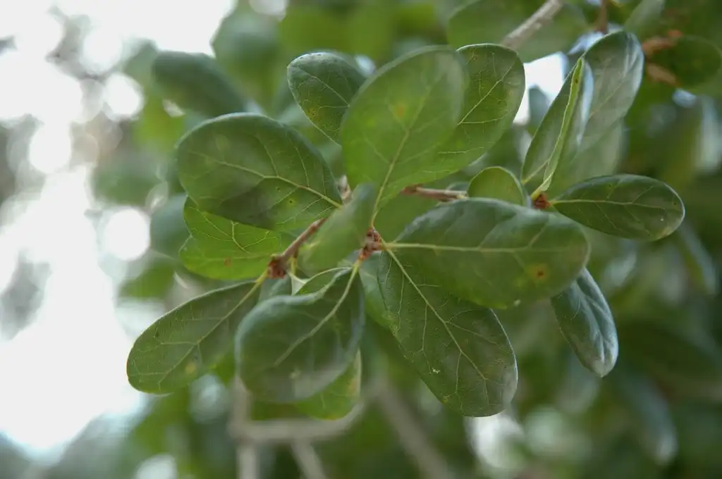 Foto de Quercus myrtifolia (Quercus myrtifolias)