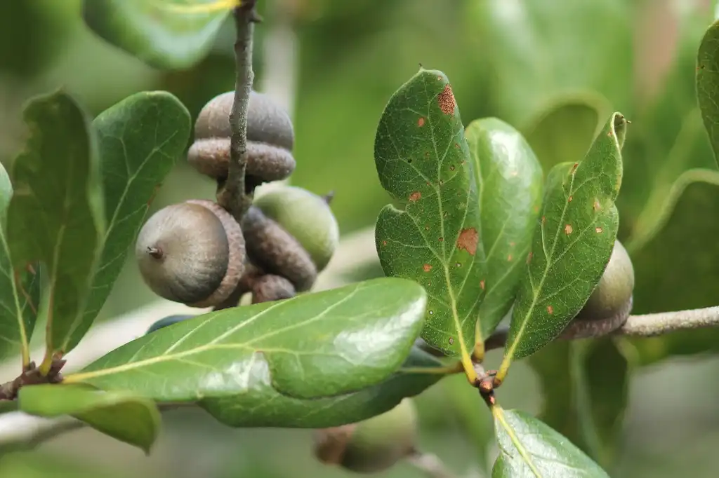 Foto de Quercus myrtifolia - Acorns and leaves in October:Mary Keim