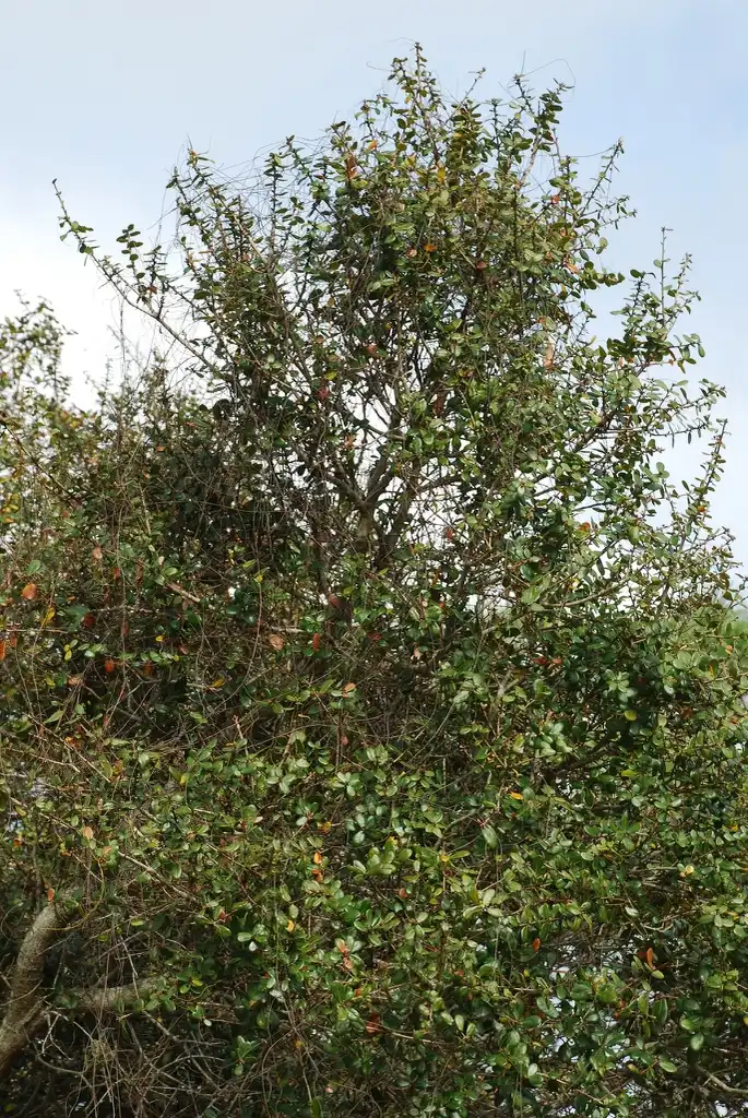 Foto de Quercus myrtifolia - Form, far larger than normal size (Martin Co, FL)-Mid Winter:Douglas Goldman, USDA