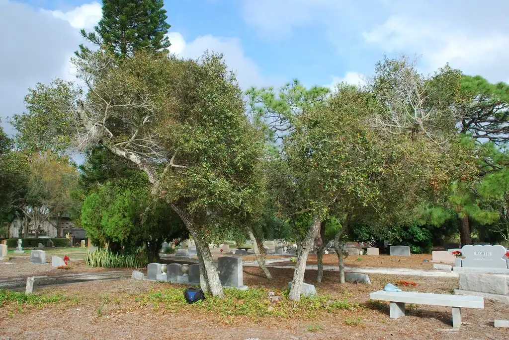 Foto de Quercus myrtifolia - Form, far larger than normal size (Martin Co, FL)-Mid Winter:Douglas Goldman, USDA