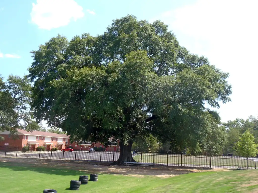 Фото Quercus nigra (Quercus nigras)