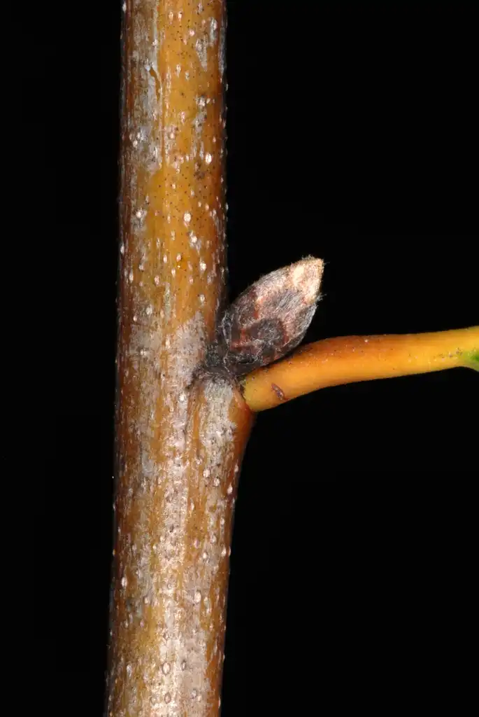 Фото Quercus nigra (Quercus nigras)