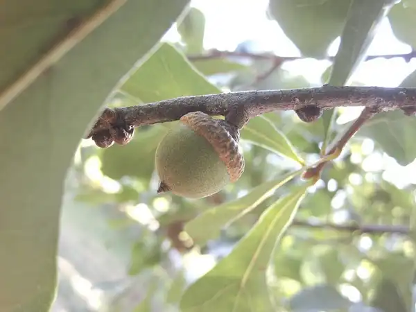 Фото Quercus nigra - Nut, acorn:Bruce Kirchoff
