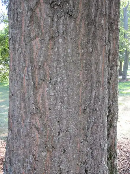 Фото Quercus nigra - Bark:Bruce Kirchoff
