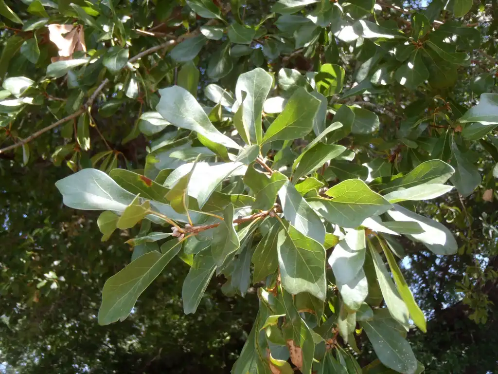 Фото Quercus nigra - Leaf Close-up:Jim Robbins