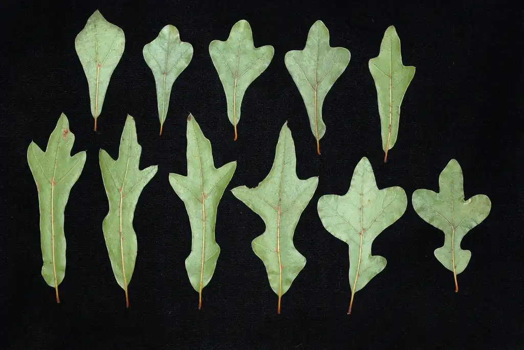 Фото Quercus nigra - Various leaf shapes (Greensboro, NC)-Early Fall:Douglas Goldman, USDA