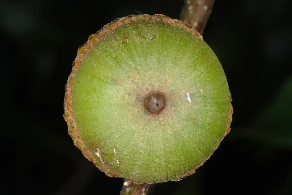 Фото Quercus nigra - Bottom of an acorn (Greensboro, NC)-Early Fall:Douglas Goldman, USDA