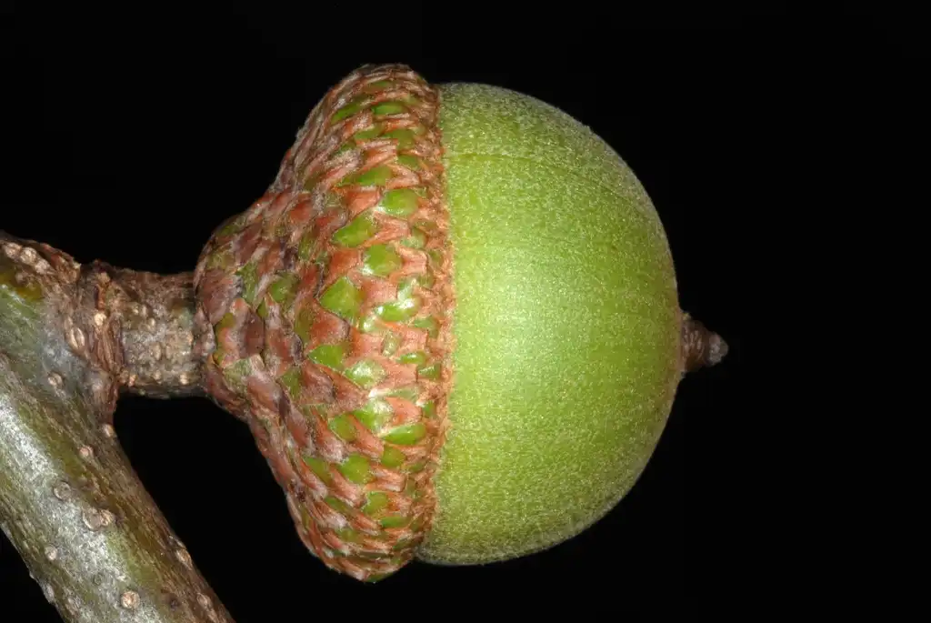 Фото Quercus nigra - Side view of acorn (Greensboro, NC)-Early Fall:Douglas Goldman, USDA