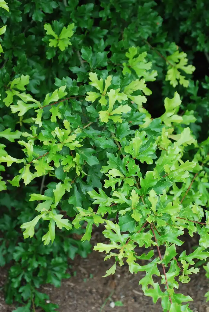 Фото Quercus nigra - Alternate leaves (Greensboro, NC)-Early Fall:Douglas Goldman, USDA