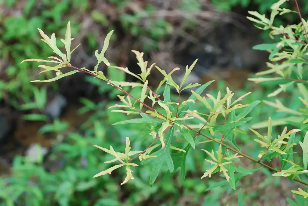 Фото Quercus nigra - Stem with leaves (Greensboro, NC)-Early Fall:Douglas Goldman, USDA