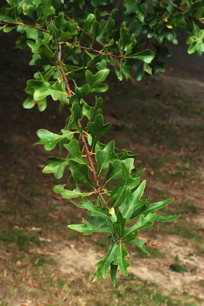 Фото Quercus nigra - Stem with leaves (Greensboro, NC)-Early Fall:Douglas Goldman, USDA