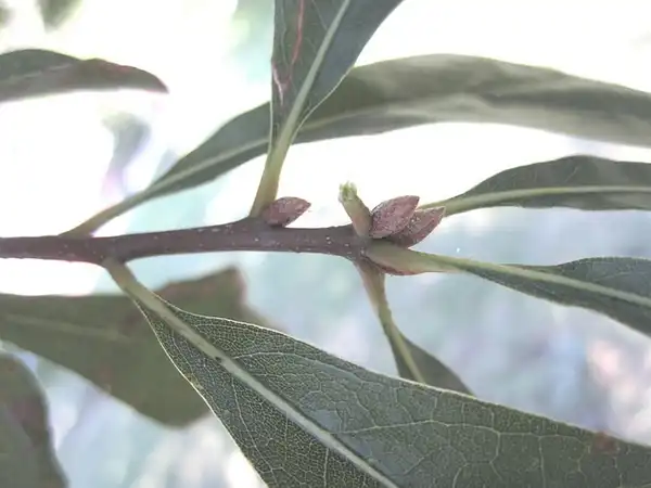 Фото Quercus nigra - Leaf attachment and buds:Bruce Kirchoff