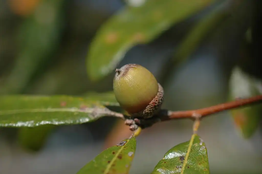 Фото Quercus oglethorpensis (Quercus oglethorpensiss)