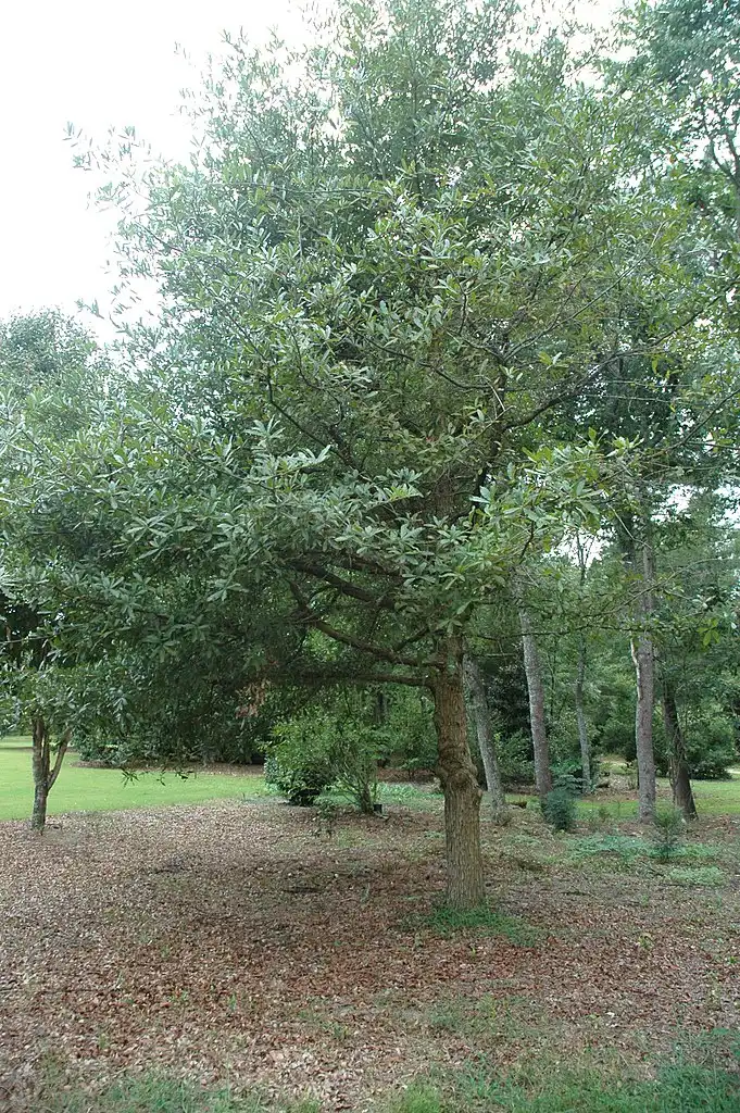 Photo of Quercus pagoda (Quercus pagodas)