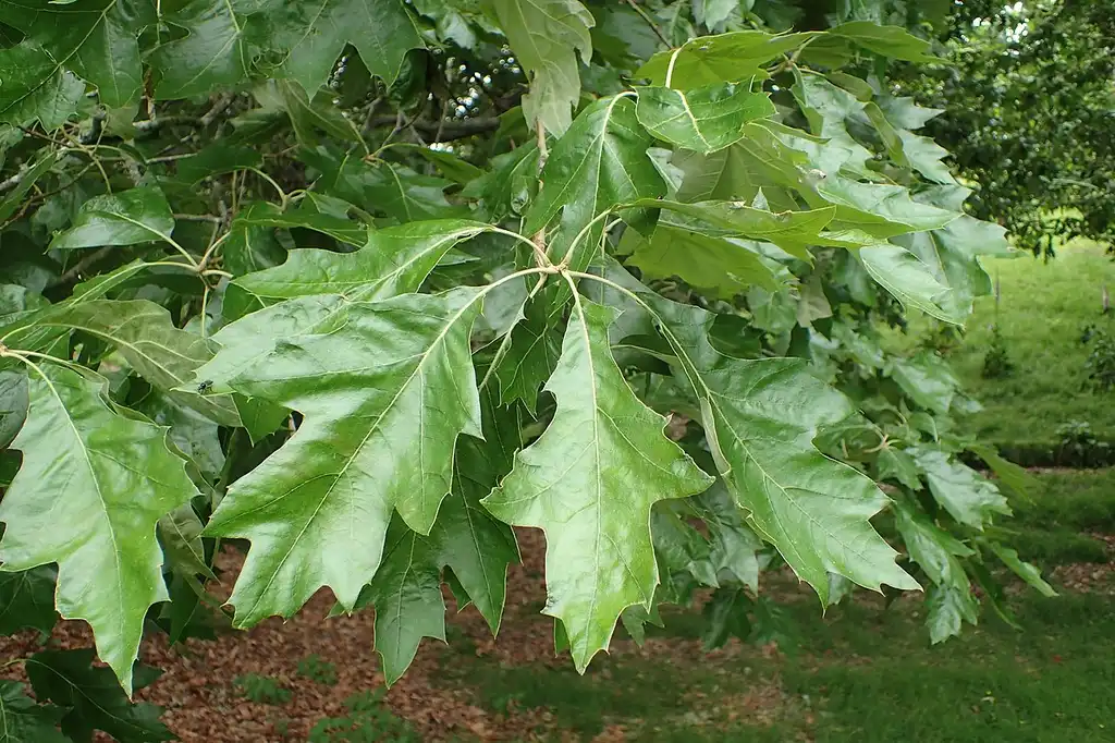 Photo of Quercus pagoda (Quercus pagodas)