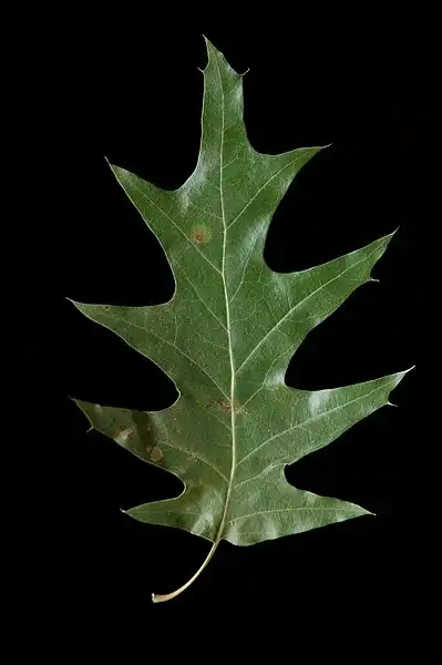 Photo of Quercus pagoda - Upper side of leaf:Bruce Kirchoff