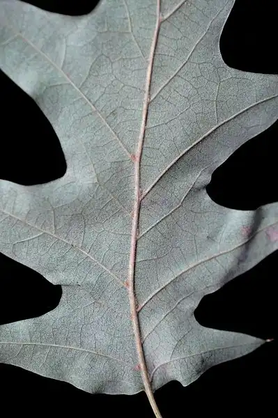 Photo of Quercus pagoda - Under side of leaf:Bruce Kirchoff