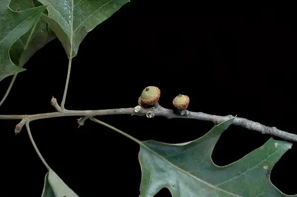 Photo of Quercus pagoda - Acorns:Bruce Kirchoff