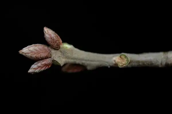 Photo of Quercus pagoda - Buds:Bruce Kirchoff