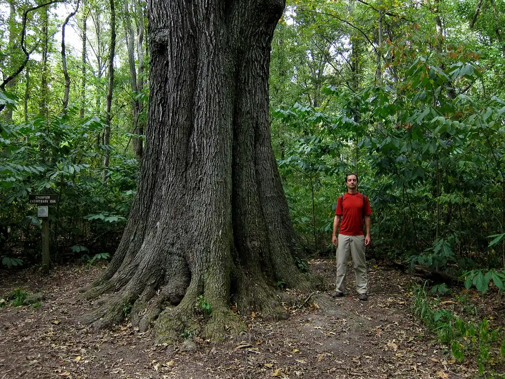 Photo of Quercus pagoda - Trunk, bark:miguelvieira
