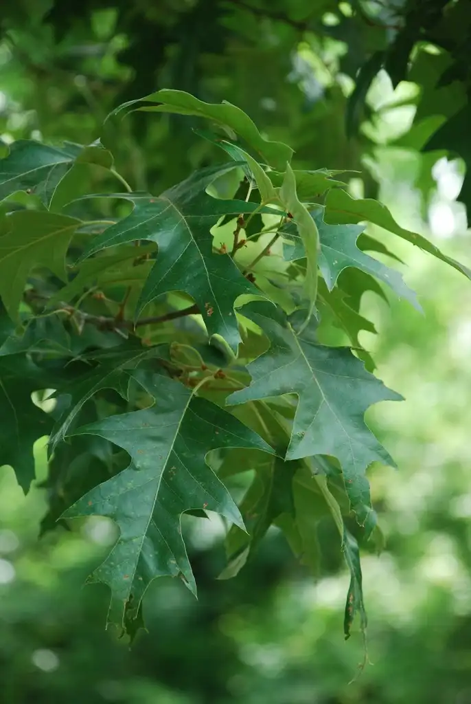 Photo of Quercus pagoda - (Jackson County, FL)-Late Spring:Douglas Goldman, USDA