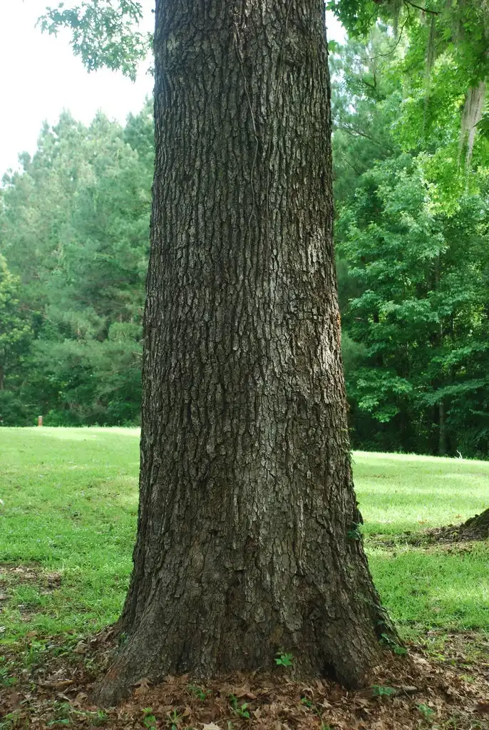 Photo of Quercus pagoda - (Jackson County, FL)-Late Spring:Douglas Goldman, USDA