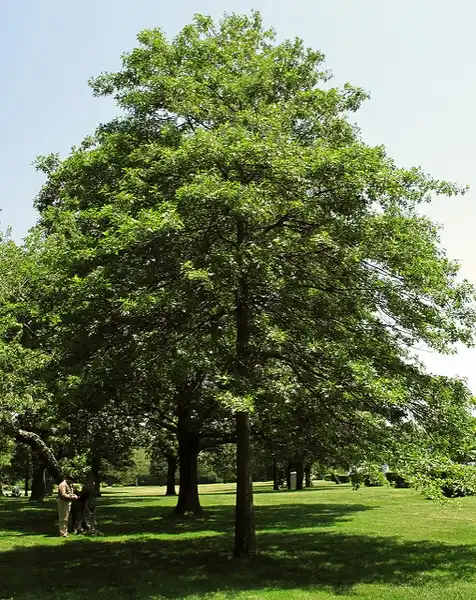 Photo of Quercus palustris (Quercus palustriss)