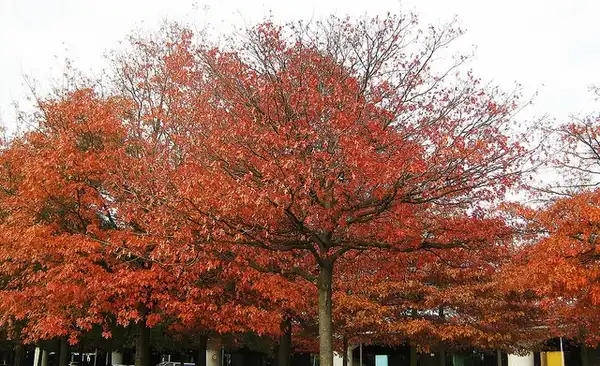 Photo of Quercus palustris (Quercus palustriss)