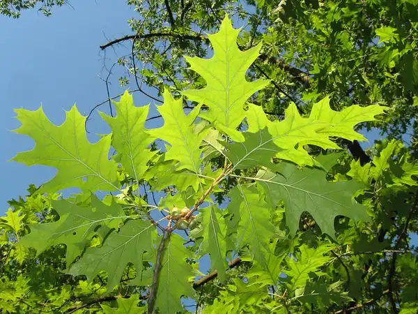 Photo of Quercus palustris - Leaves and nuts:Karl-Ludwig Poggemann