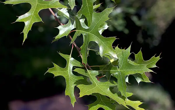 Photo of Quercus palustris - Leaves:Manuel