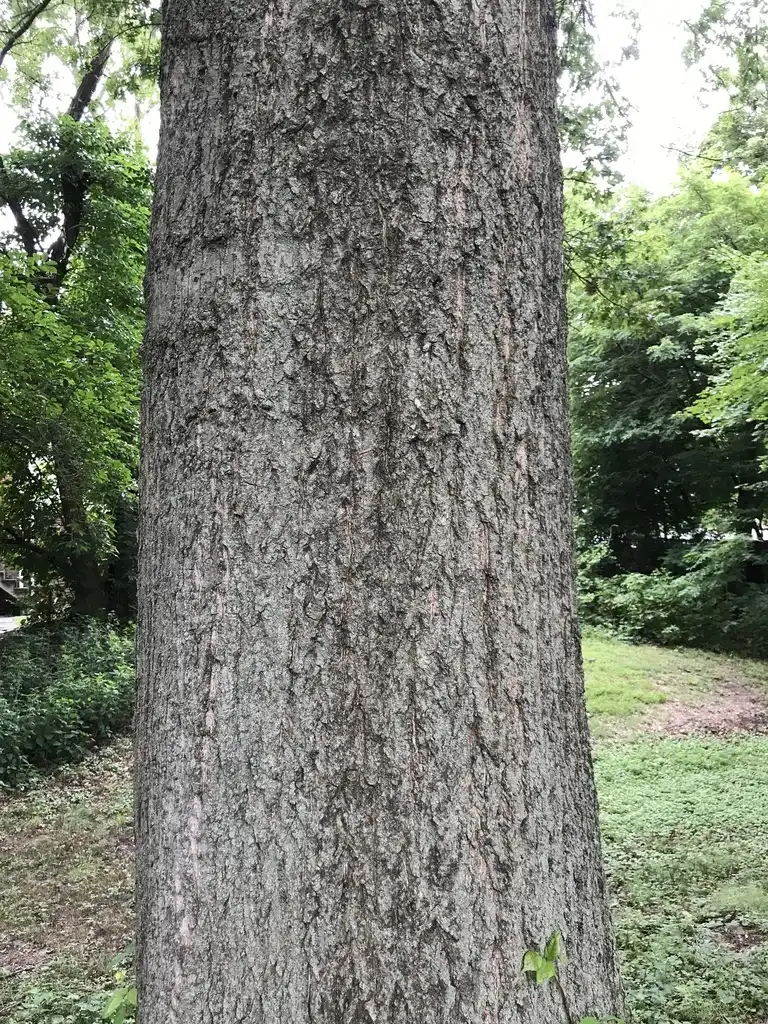 Photo of Quercus palustris - Bark:Sandy Wolkenberg