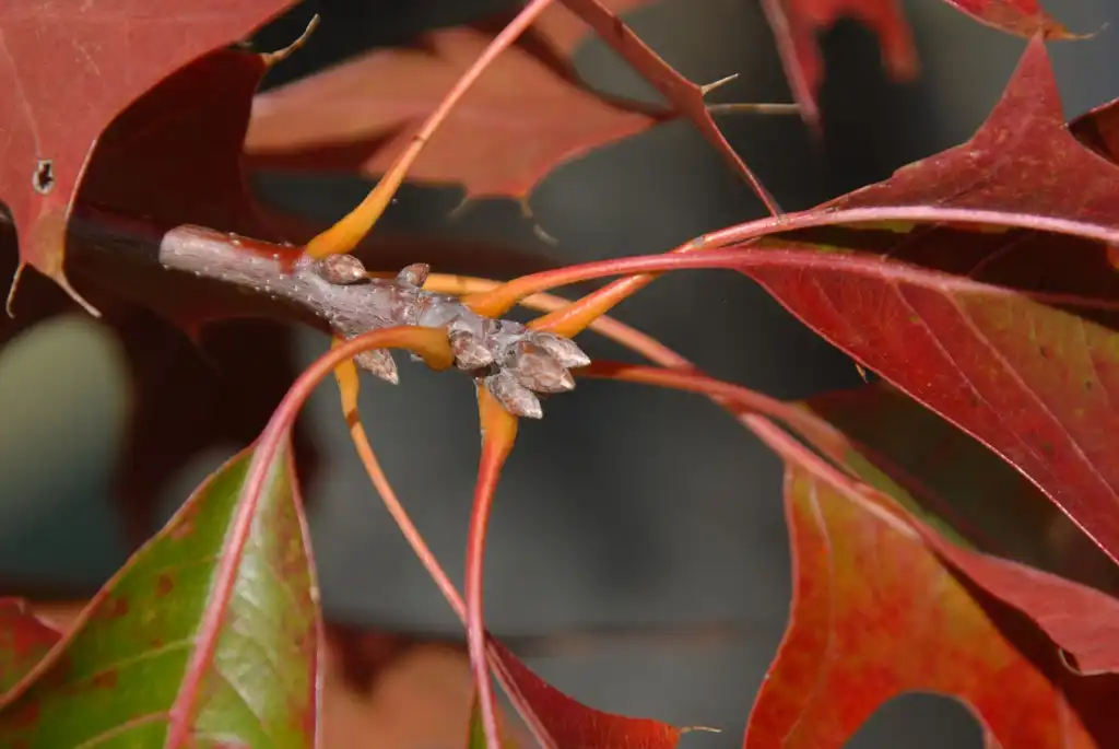Photo of Quercus palustris - Bud:Jim Robbins